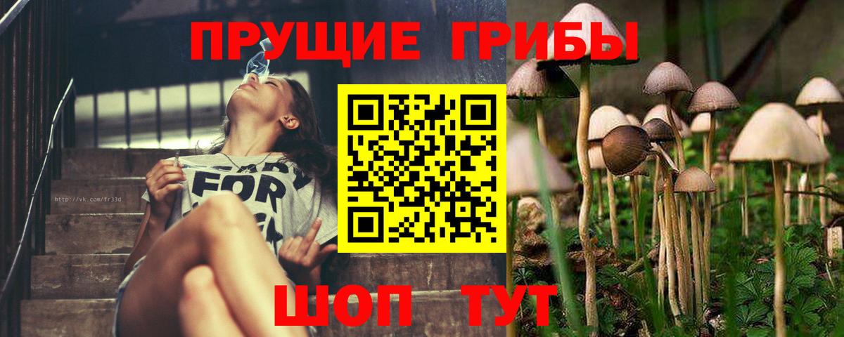Псилоцибиновые грибы прущие грибы Карабулак